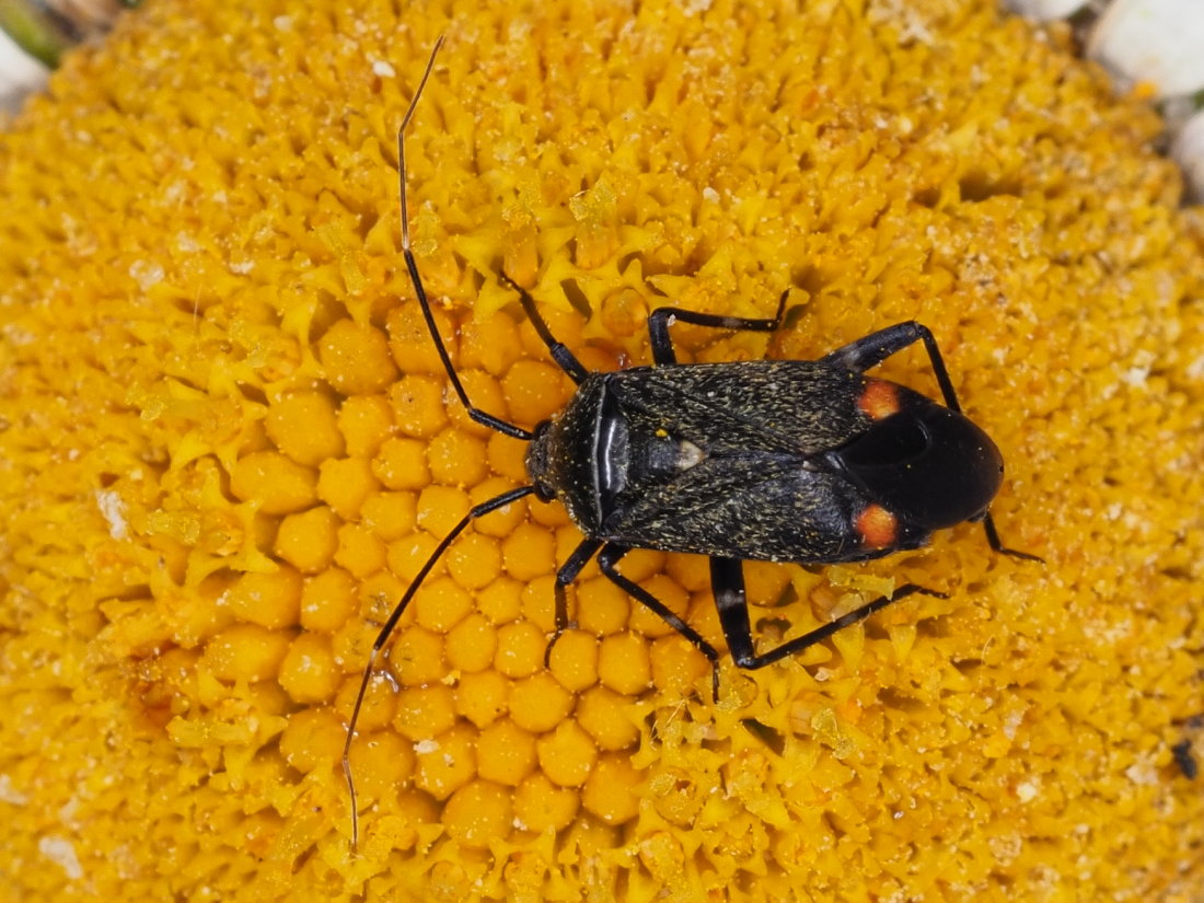 Miridae: Closterotomus cinctipes