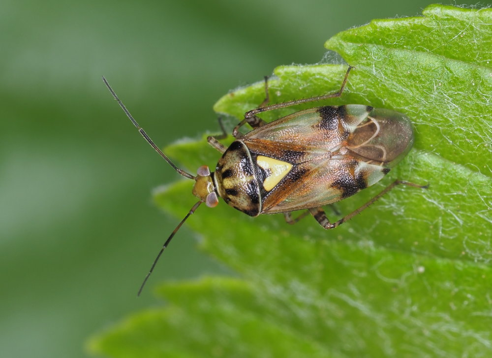 Miridae: Lygus pratensis