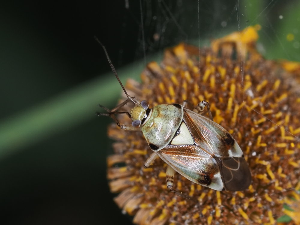 Miridae: Lygus cfr. pratensis