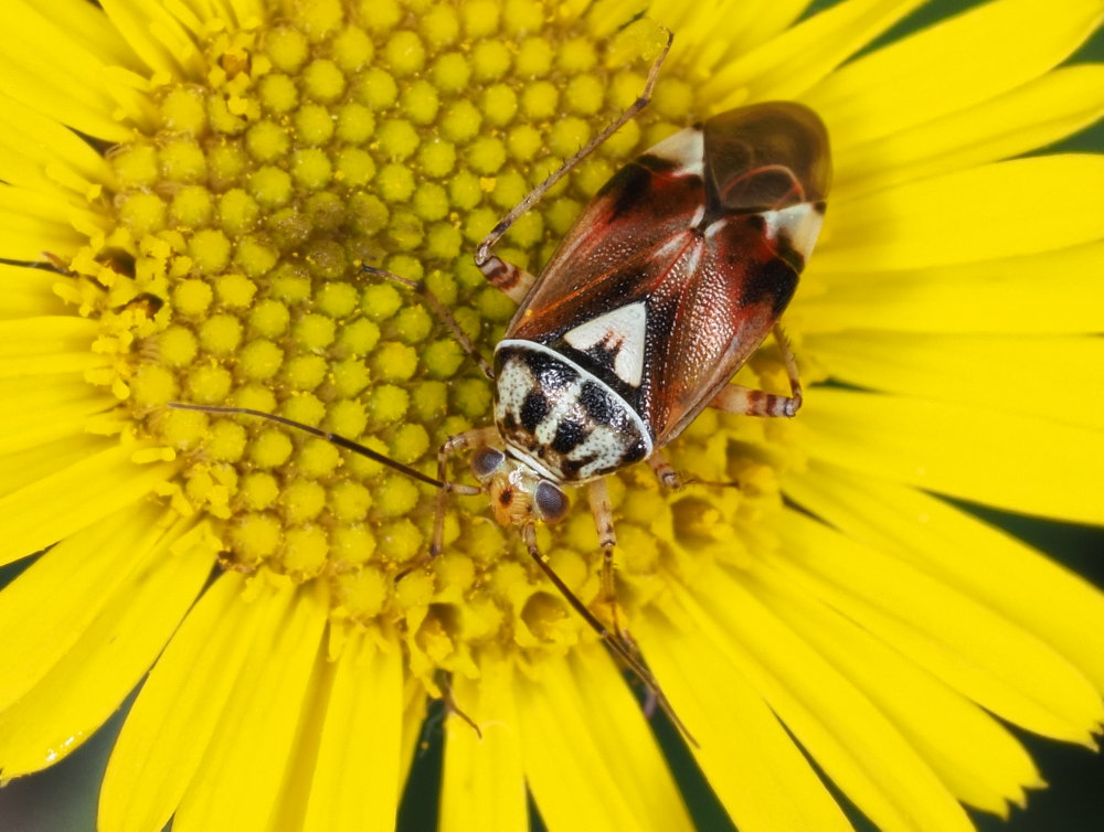 Miridae: Lygus pratensis