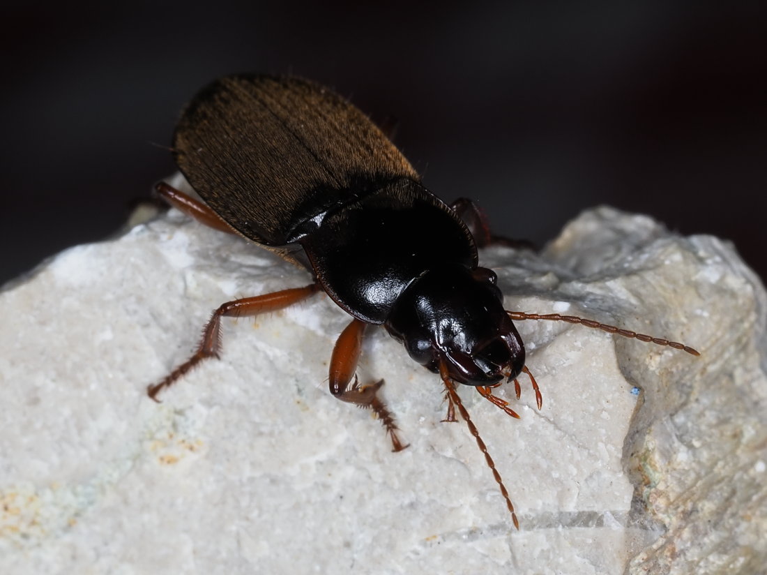 Carabidae: Pseudoophonus rufipes? S