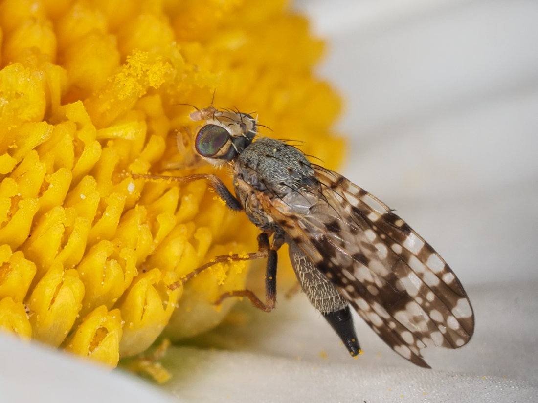 Tephritidae: Campiglossa producta, femmina