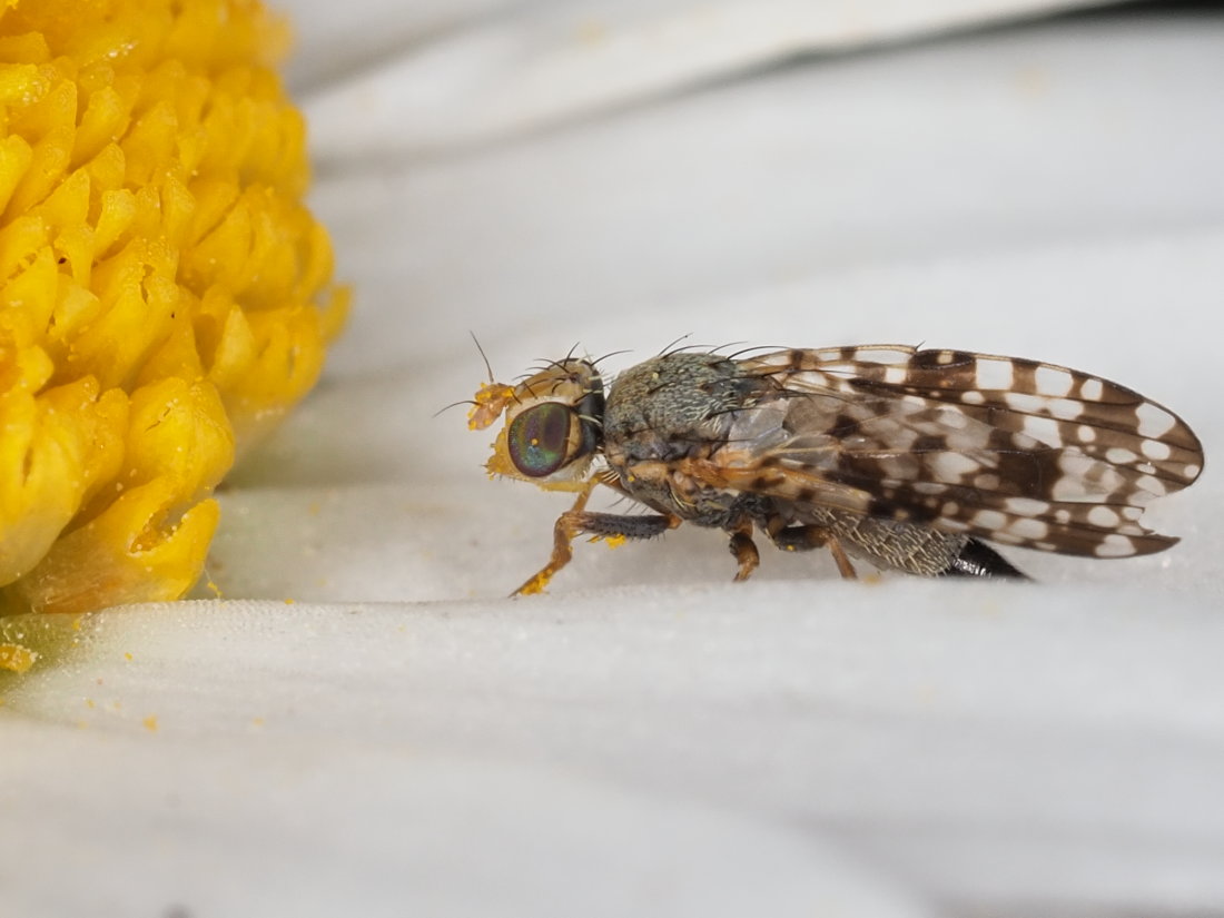 Tephritidae: Campiglossa producta, femmina