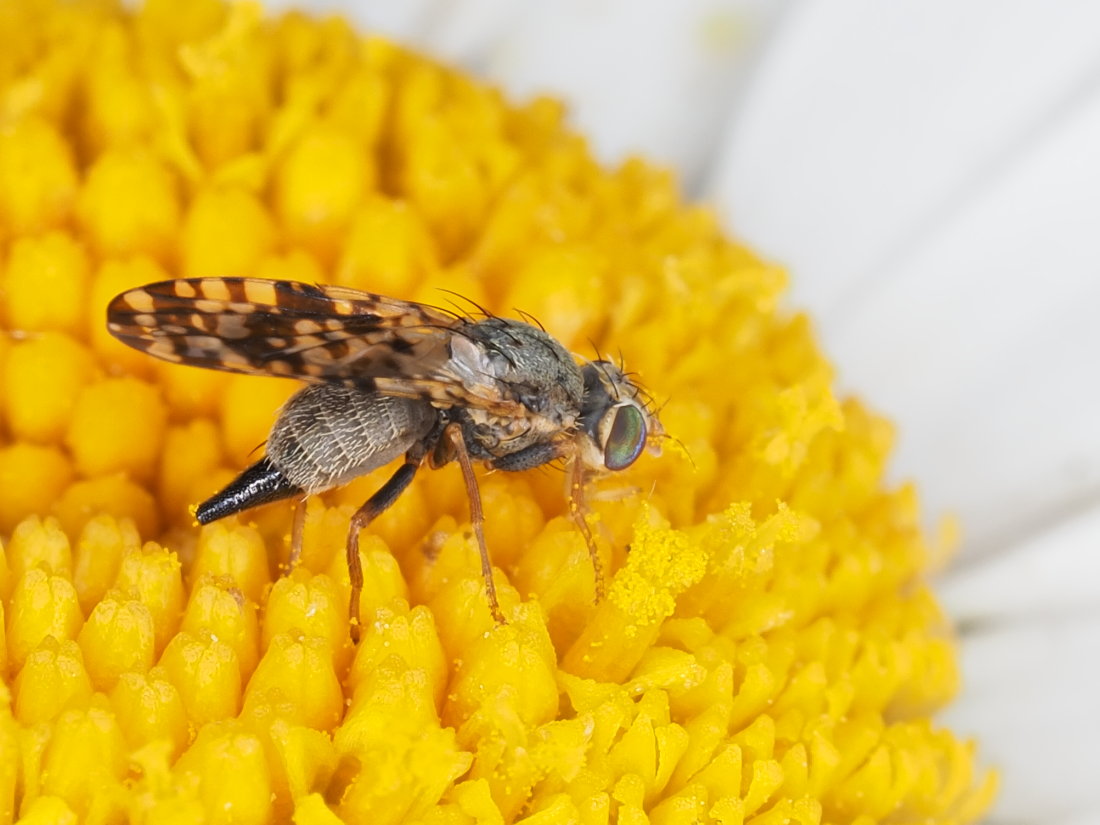 Tephritidae: Campiglossa producta, femmina