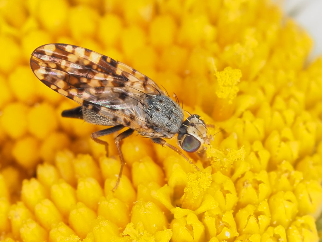 Tephritidae: Campiglossa producta, femmina