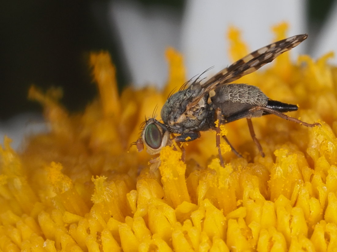 Tephritidae: Campiglossa producta, femmina