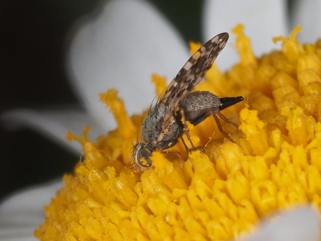 Tephritidae: Campiglossa producta, femmina