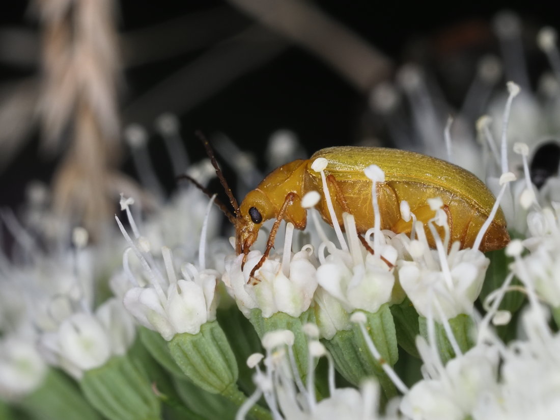 Tenebrionidae Alleculinae: Cteniopus sulphureus