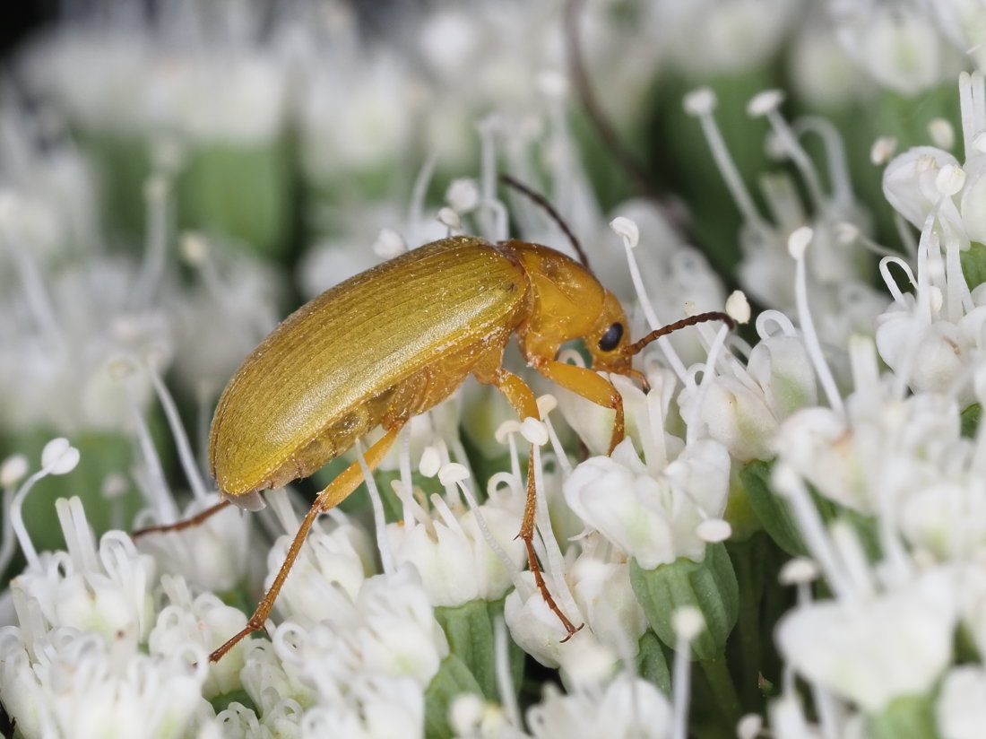 Tenebrionidae Alleculinae: Cteniopus sulphureus