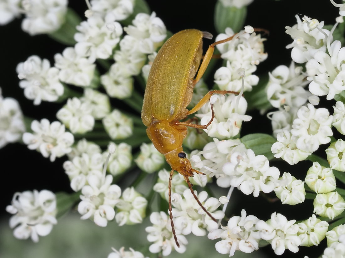 Tenebrionidae Alleculinae: Cteniopus sulphureus