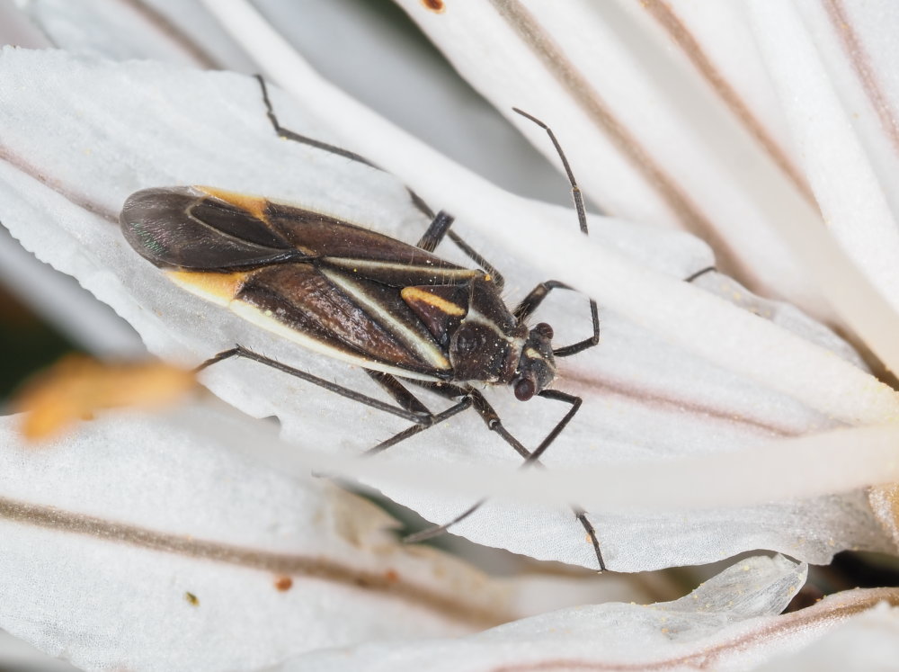 Miridae: Horistus orientalis