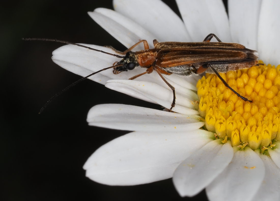 Oedemeridae: Oedemera podagrariae? S, femmina