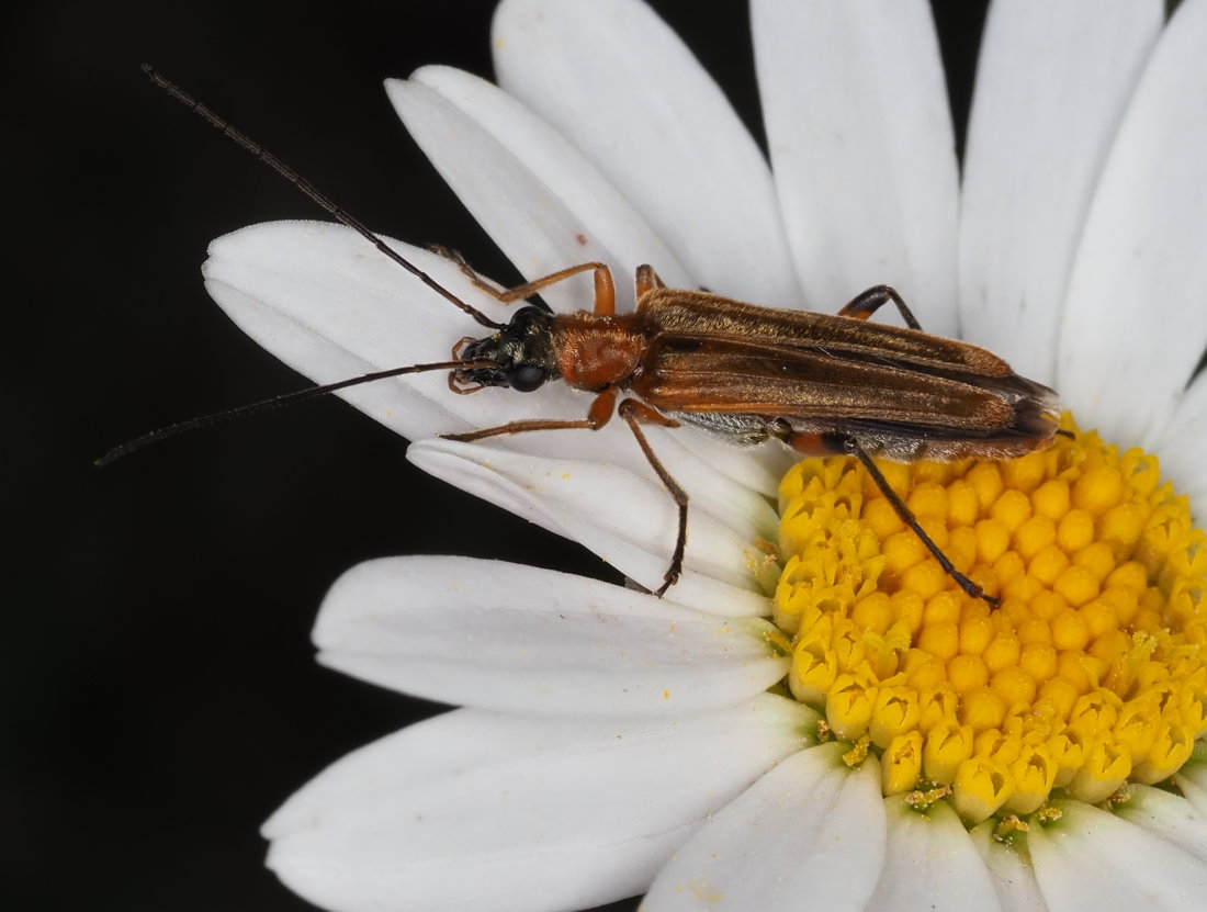 Oedemeridae: Oedemera podagrariae? S, femmina