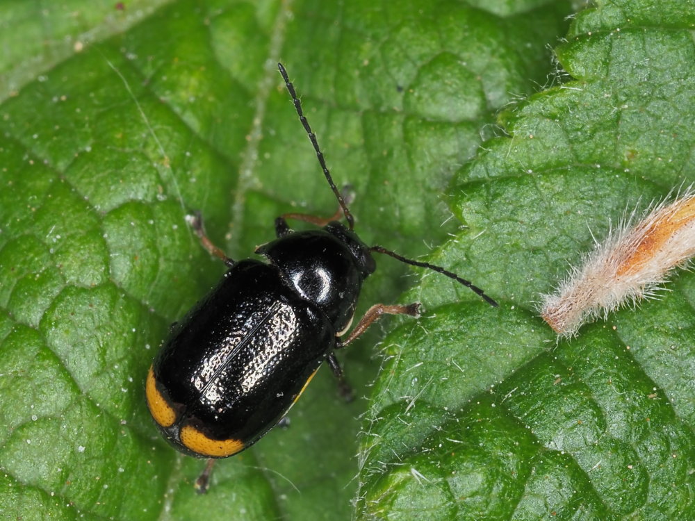 Chrysomelidae: Cryptocephalus renatae? S.