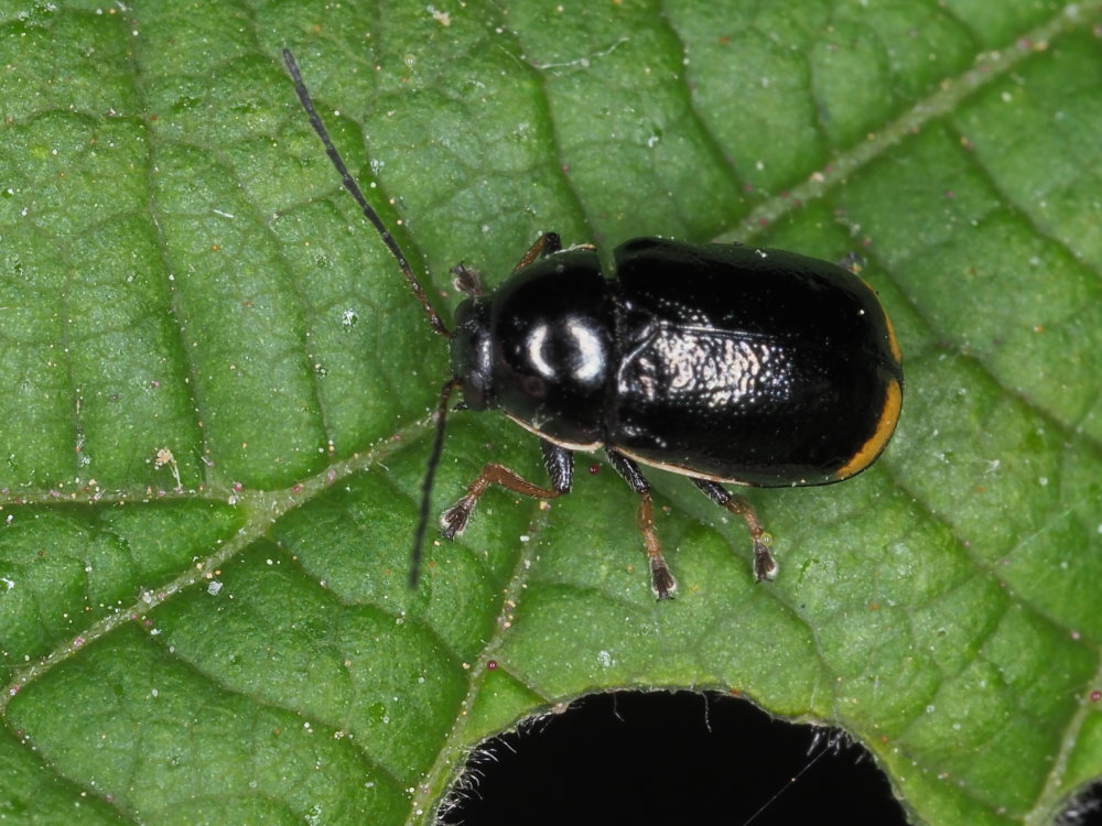 Chrysomelidae: Cryptocephalus renatae? S.