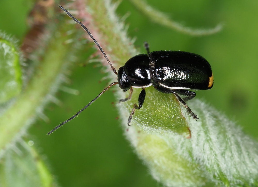 Chrysomelidae: Cryptocephalus renatae? S.