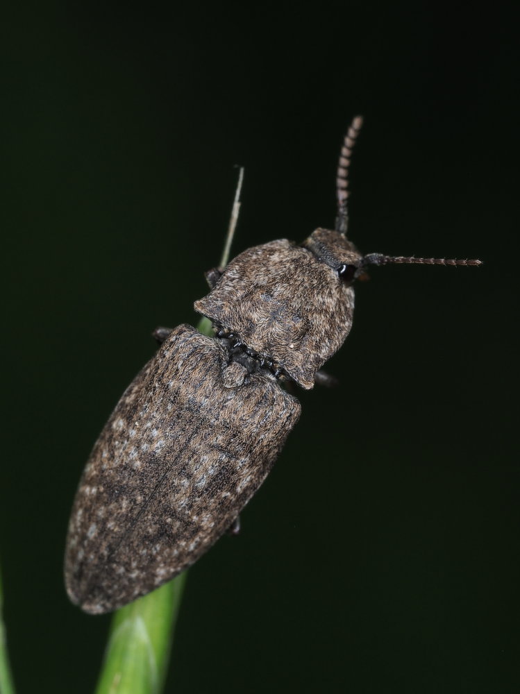 Elateridae:  Agrypnus murinus? S.