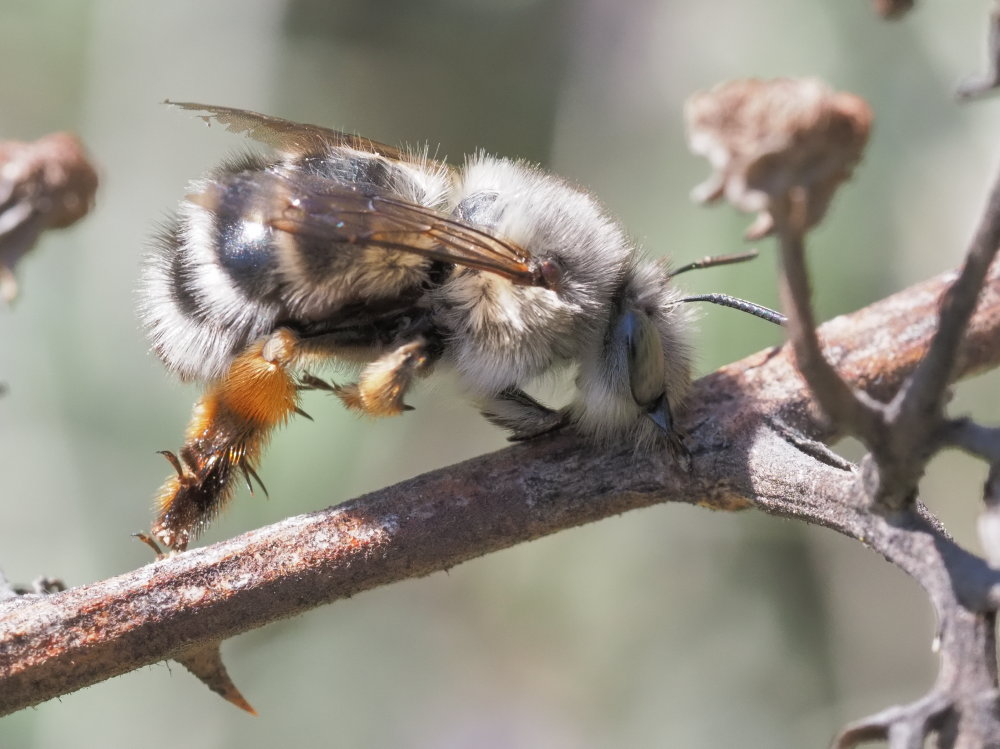 Anthophora dispar da confermare