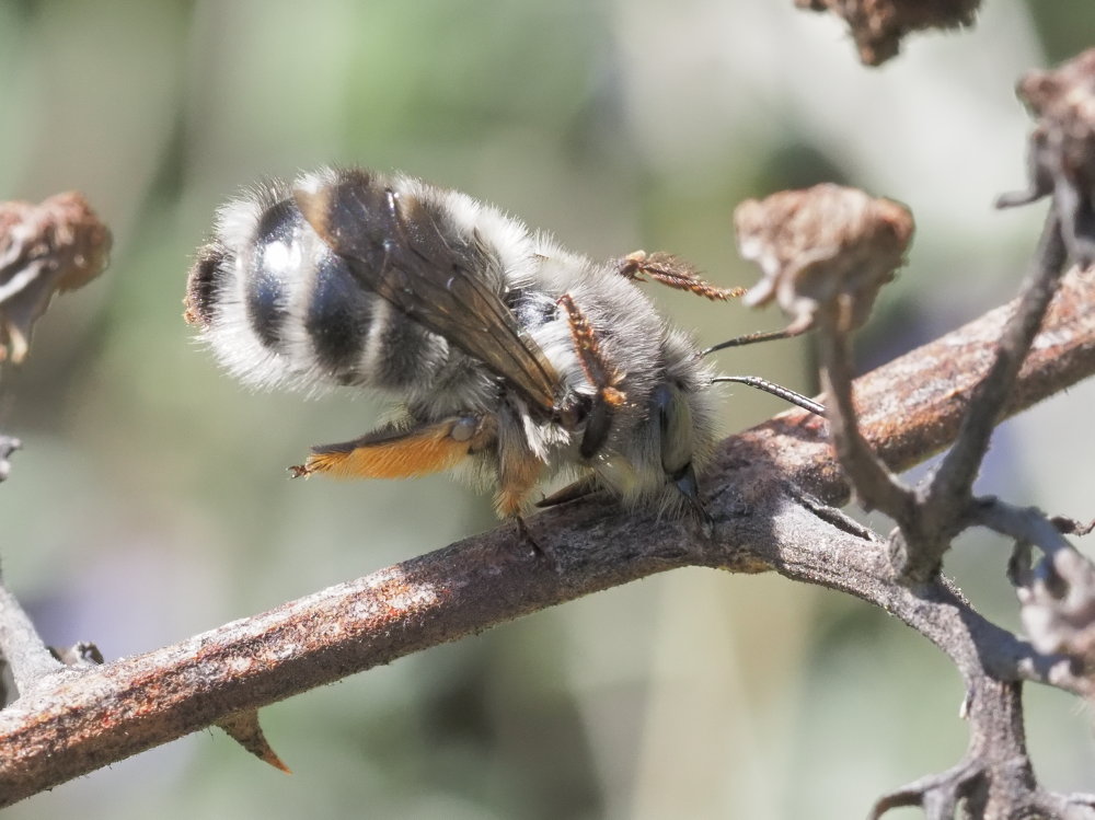 Anthophora dispar da confermare