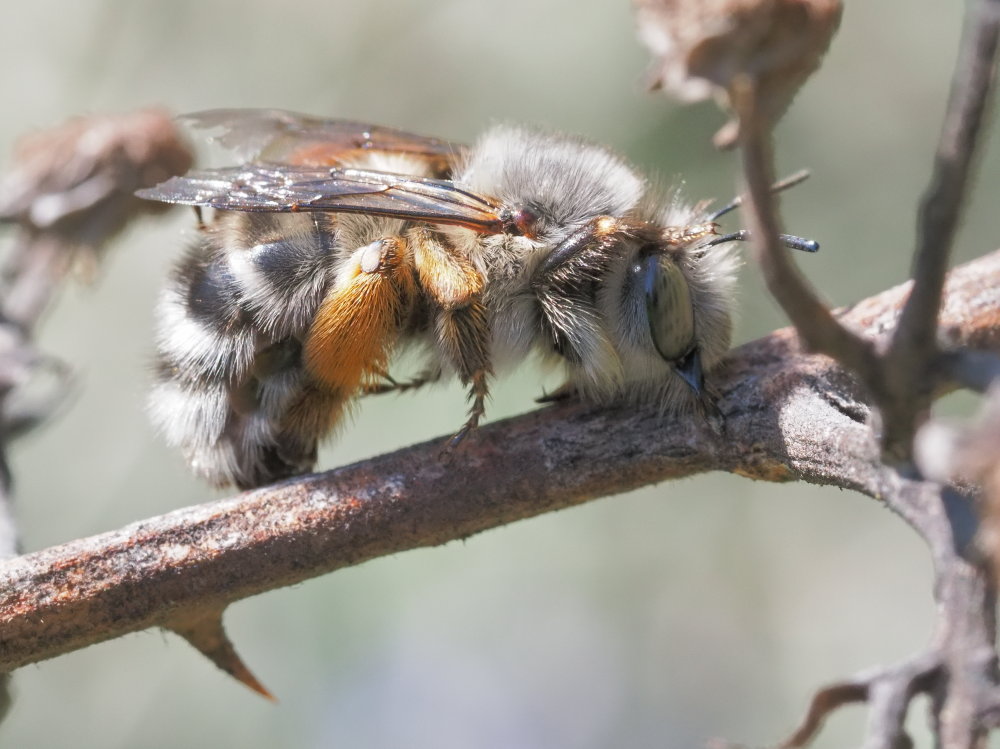 Anthophora dispar da confermare