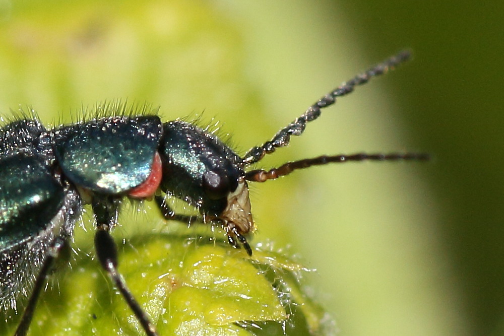 malachiidae: Malachius bipustulatus? No, femmina di Malachius australis