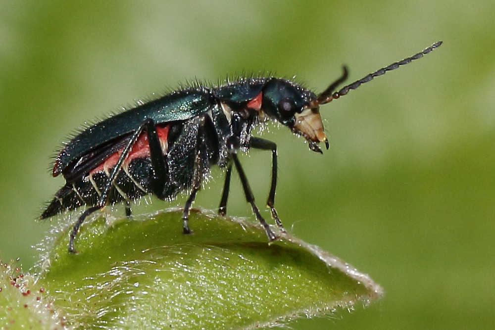 malachiidae: Malachius bipustulatus? No, femmina di Malachius australis