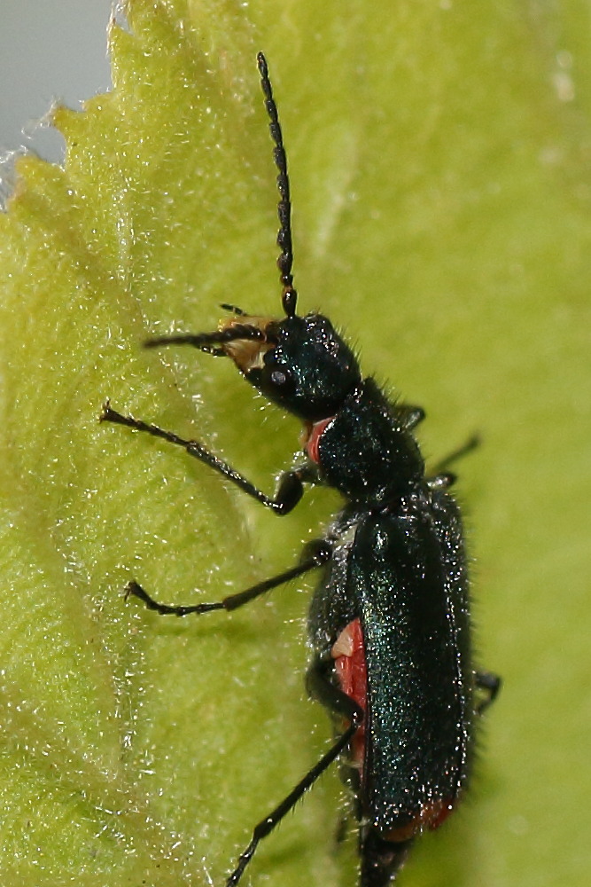 malachiidae: Malachius bipustulatus? No, femmina di Malachius australis