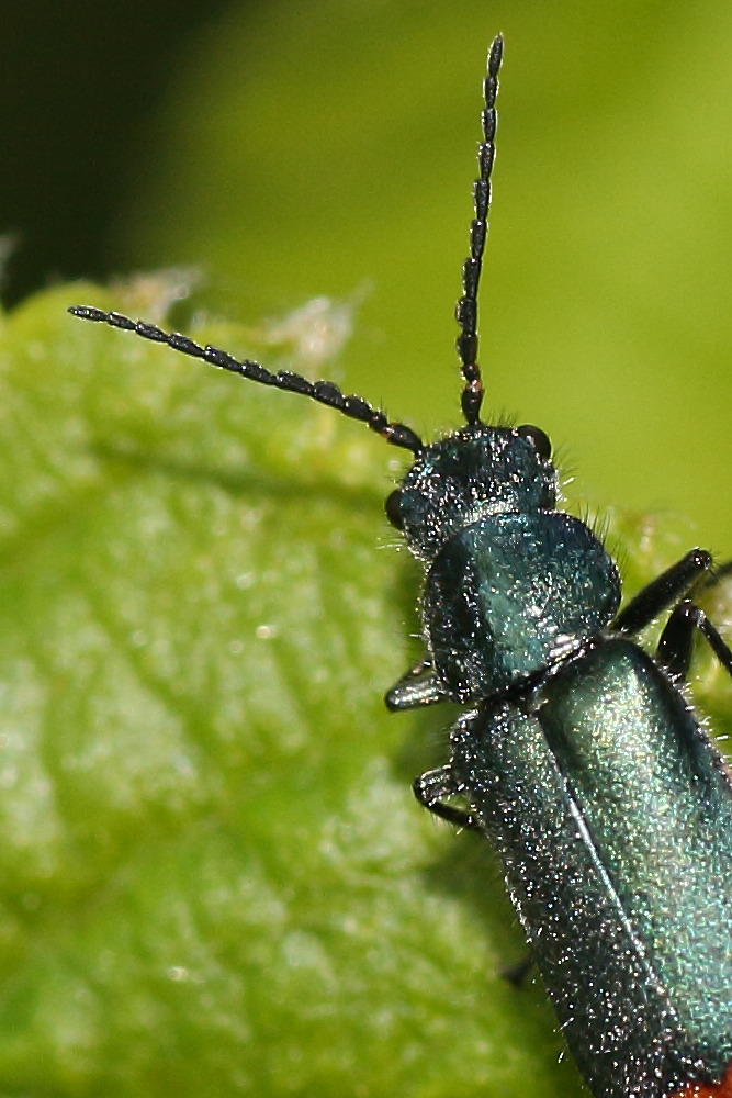 malachiidae: Malachius bipustulatus? No, femmina di Malachius australis