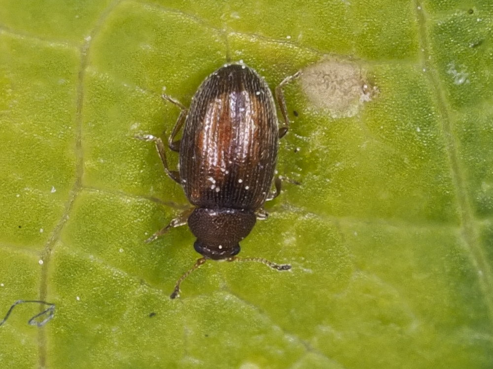 Latridiidae: cfr. Corticarina sp.