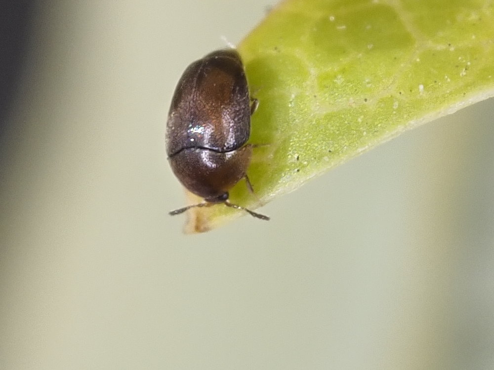 Corylophidae: Aposericoderus cfr. revelierei