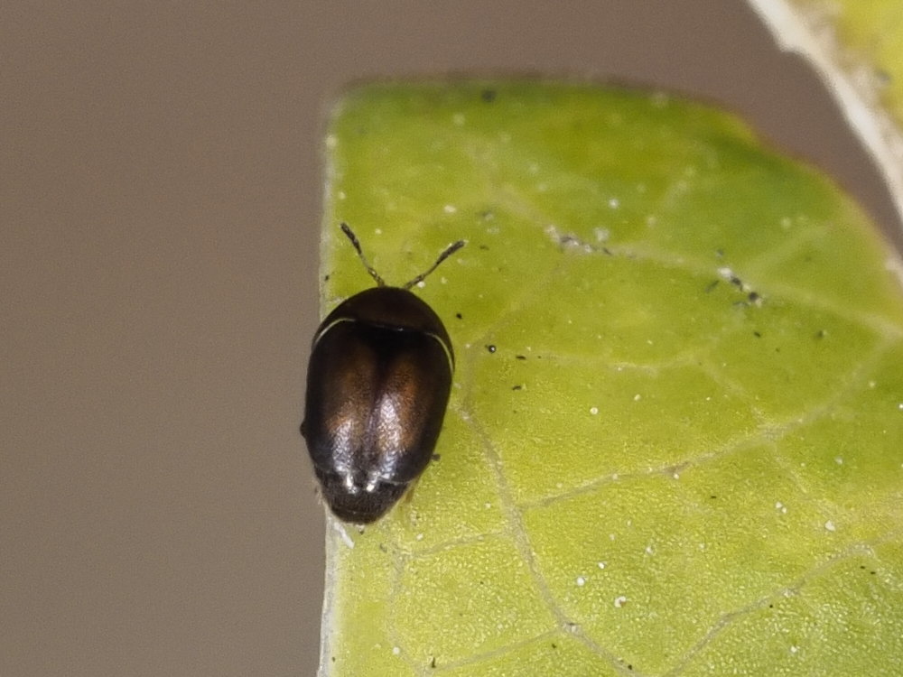 Corylophidae: Aposericoderus cfr. revelierei