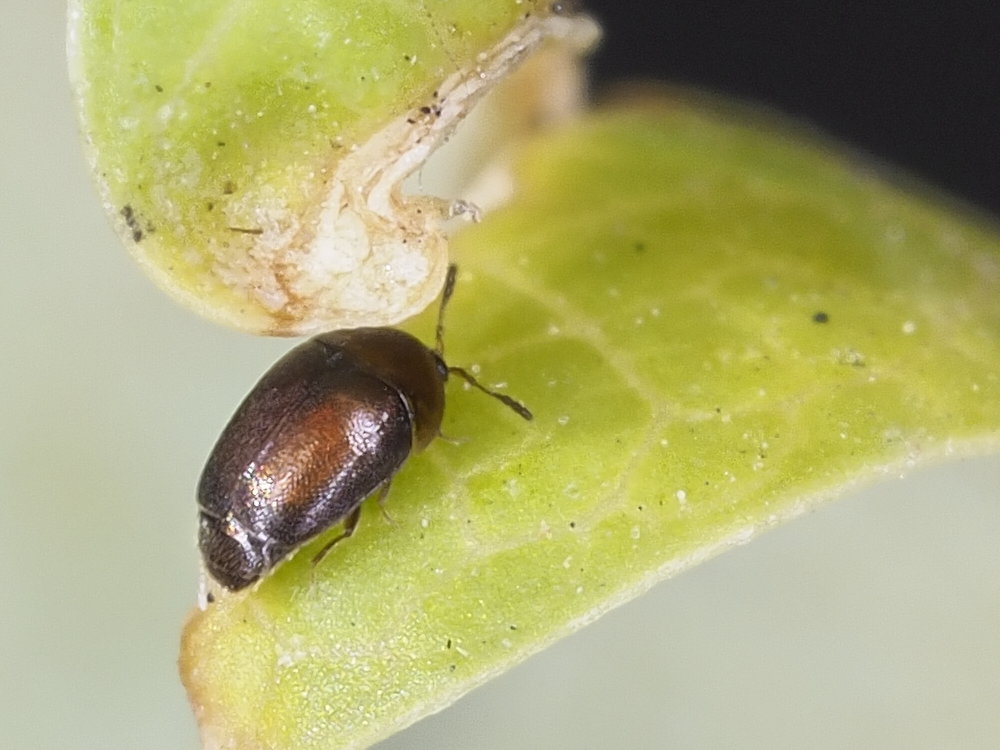 Corylophidae: Aposericoderus cfr. revelierei