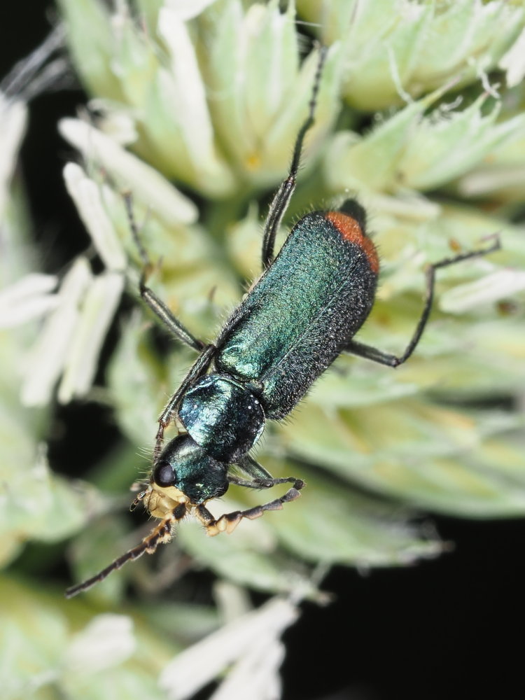 Clanoptilus italicus?  No, Malachius australis