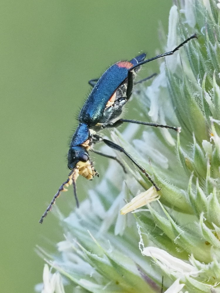 Clanoptilus italicus?  No, Malachius australis