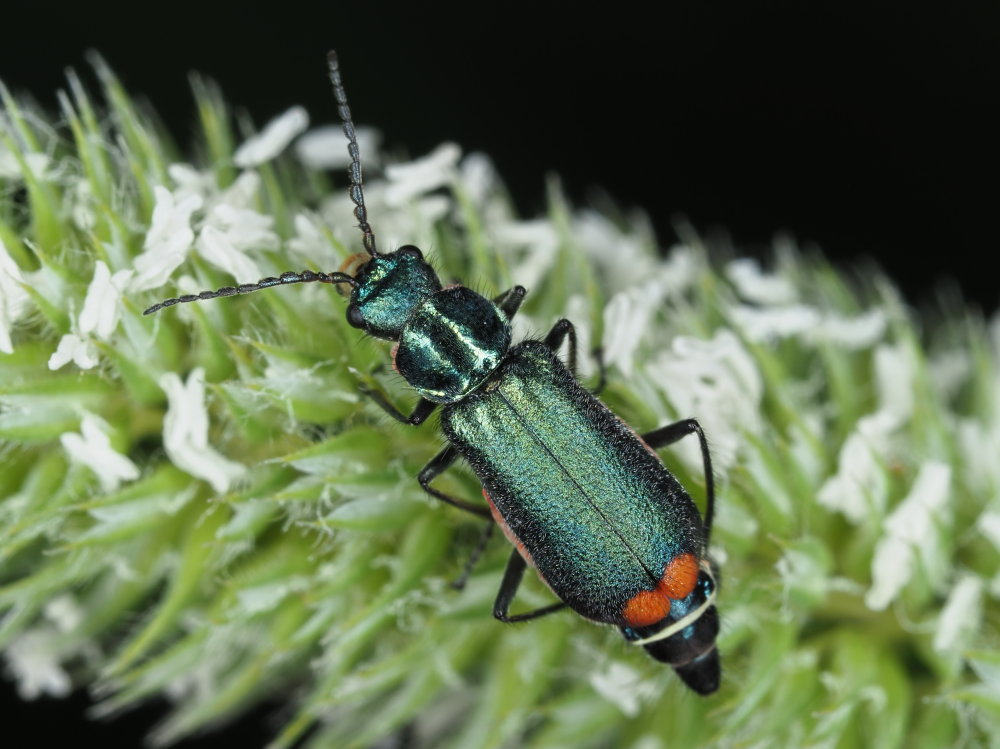 Clanoptilus italicus?  No, Malachius australis