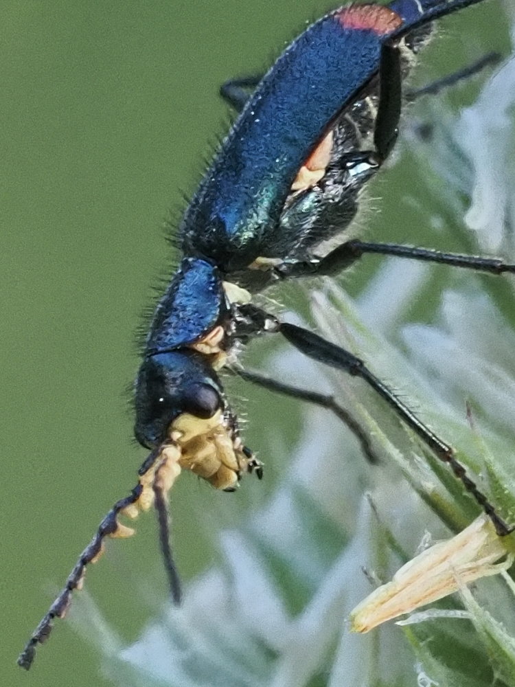 Clanoptilus italicus?  No, Malachius australis