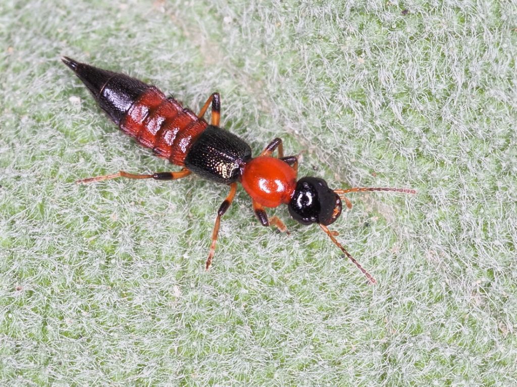 Staphylinidae: Paederus littoralis (cfr.)