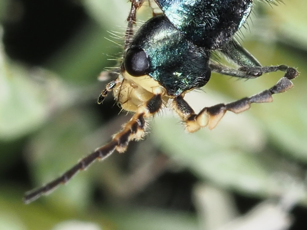 Clanoptilus italicus?  No, Malachius australis