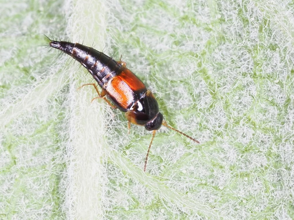 Staphylinidae: Tachyporus cfr. hypnorum