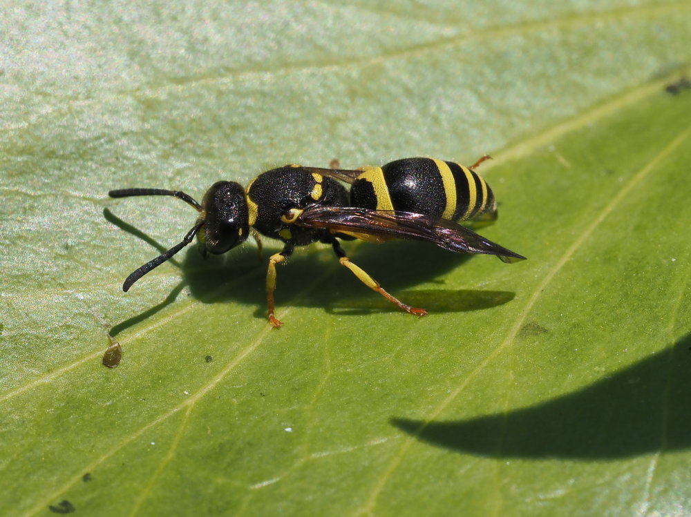 Vespidae Eumeninae da identificare