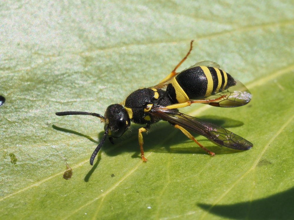 Vespidae Eumeninae da identificare