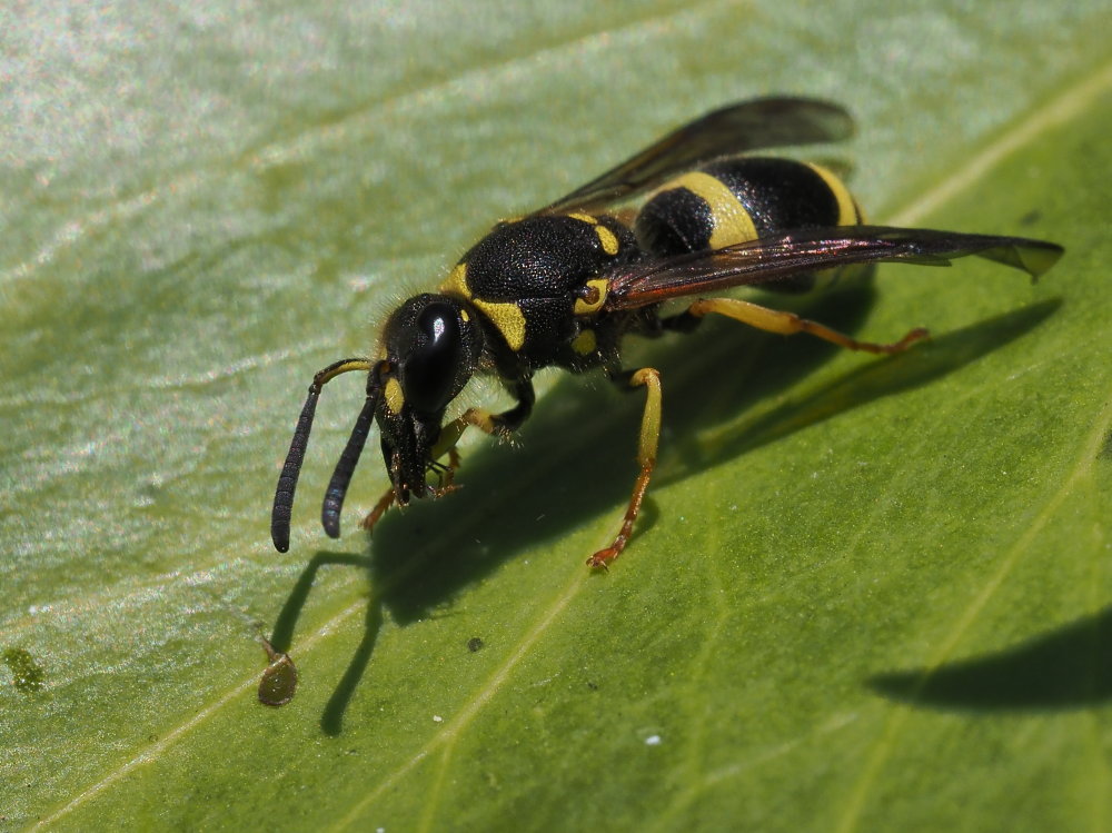 Vespidae Eumeninae da identificare