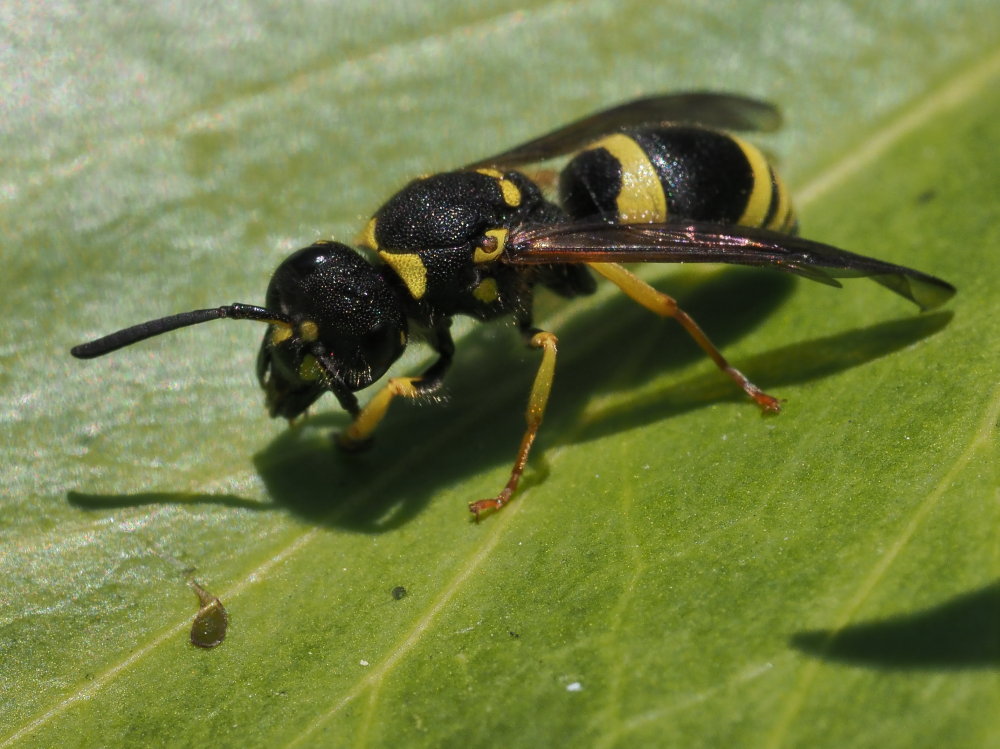 Vespidae Eumeninae da identificare