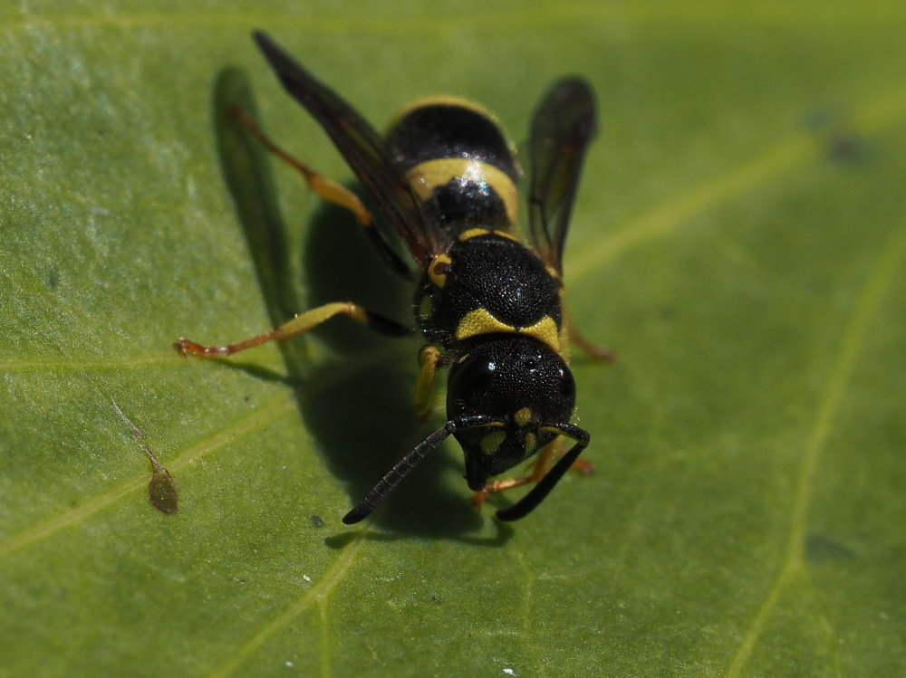 Vespidae Eumeninae da identificare