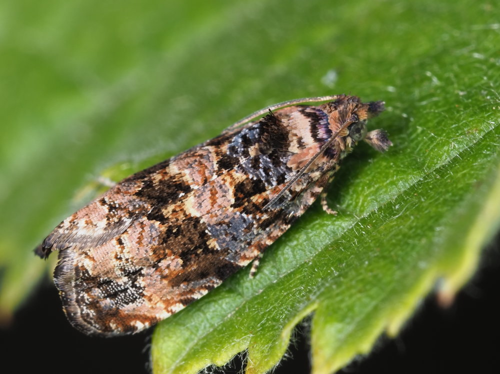 Endothenia sp. - Tortricidae