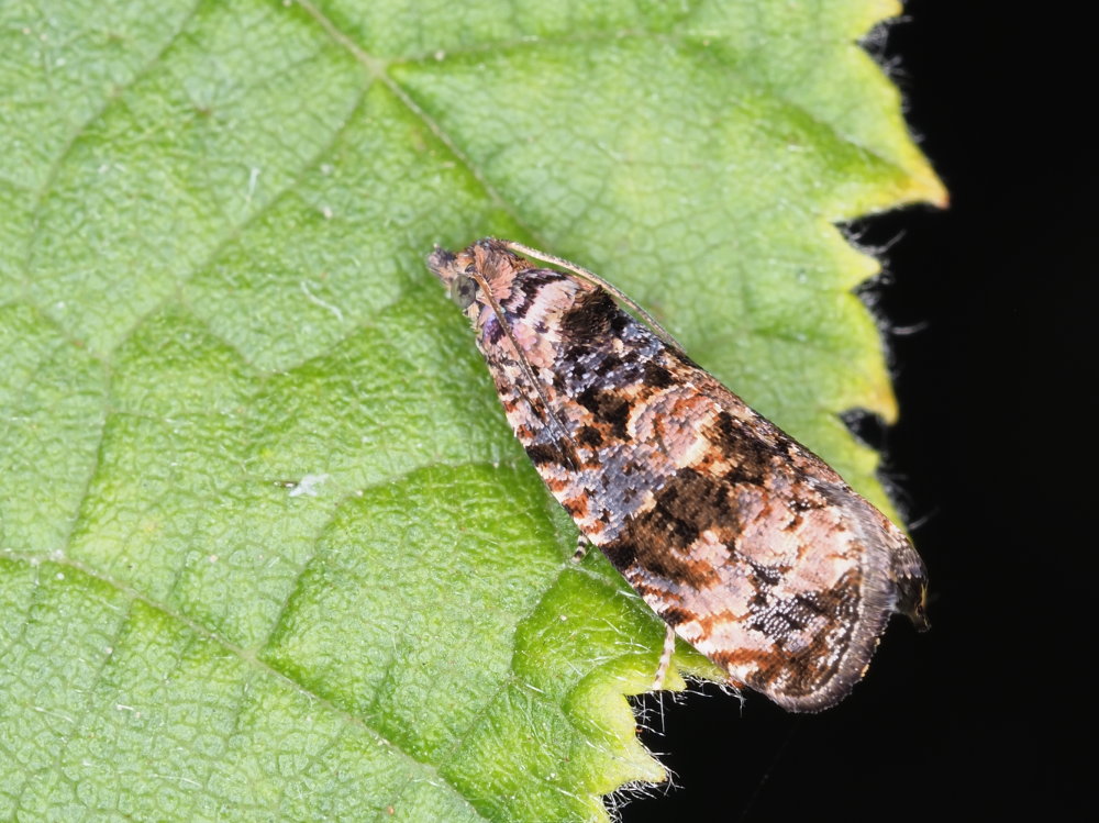 Endothenia sp. - Tortricidae