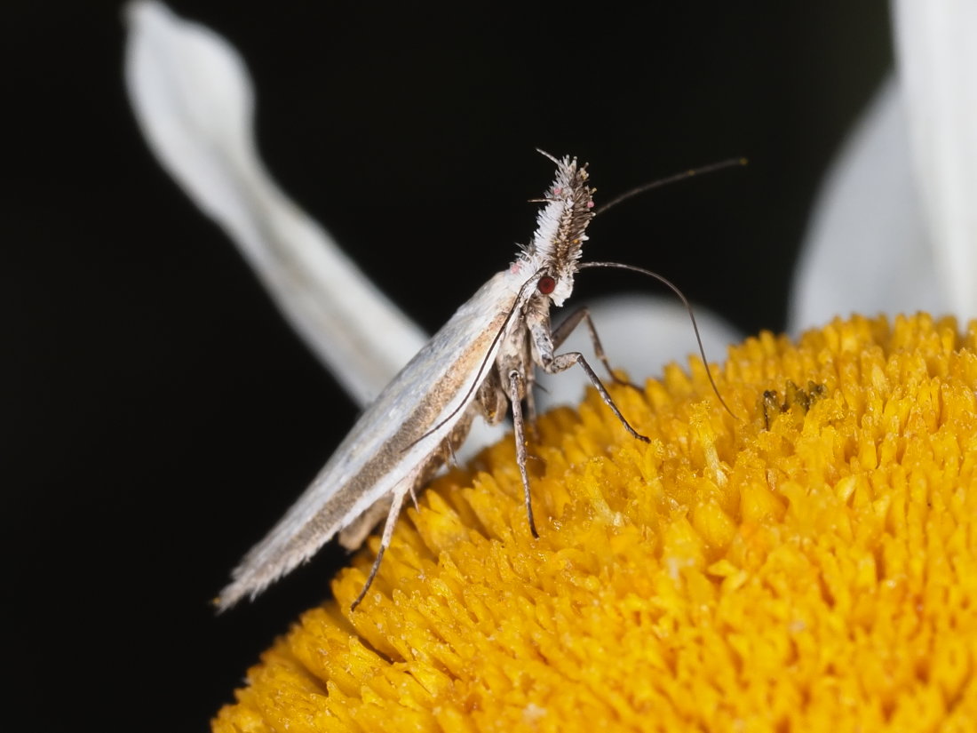 Pleurota pyropella - Oecophoridae