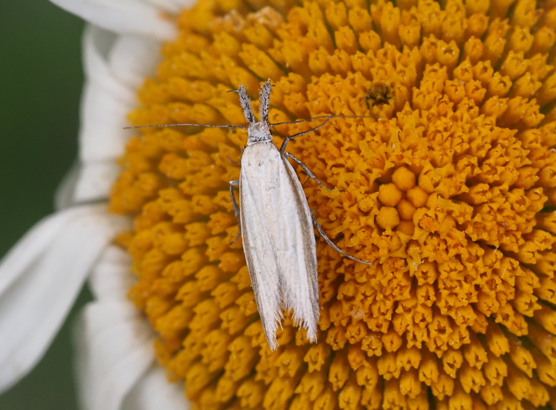 Pleurota pyropella - Oecophoridae