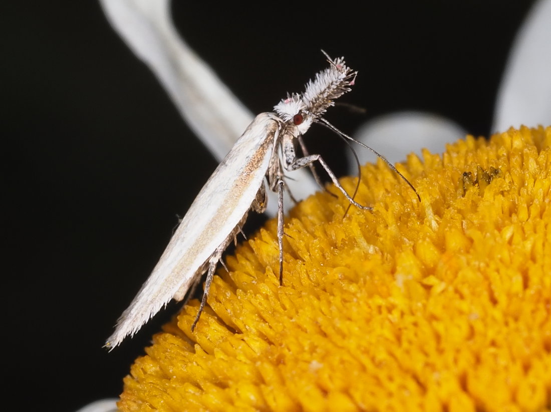 Pleurota pyropella - Oecophoridae