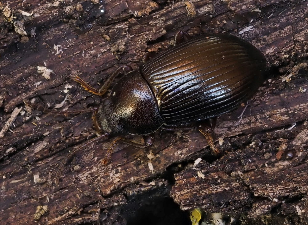 Tenebrionidae: maschio di Nalassus dryadophilus